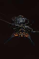 Gasteracantha dalyi