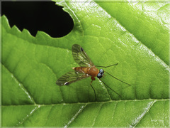 Chrysopilus ferruginosus