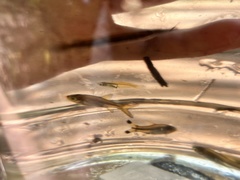 Oryzias minutillus