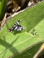 Herina frondescentiae