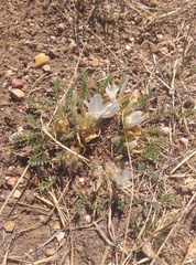 Astragalus galactites