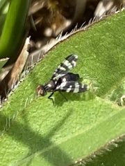 Herina frondescentiae