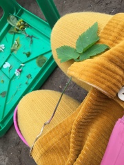 Aegopodium podagraria