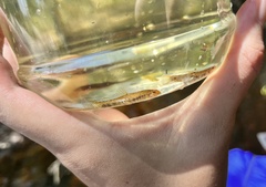 Lepidocephalichthys tomaculum