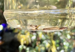 Lepidocephalichthys tomaculum