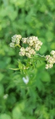 Valeriana officinalis officinalis