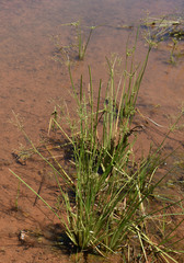 Fimbristylis quinquangularis