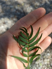 Valeriana officinalis officinalis