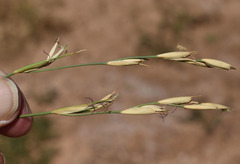 Xerochloa imberbis