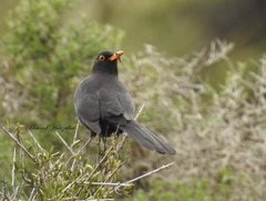 Turdus merula