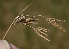 Cyperus scariosus
