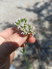 Valeriana officinalis officinalis