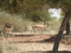 Gazella marica