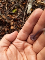 Laccaria masoniae
