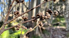 Eucalyptus pauciflora acerina