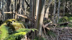 Eucalyptus pauciflora acerina