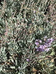 Limoniastrum monopetalum