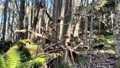 Eucalyptus pauciflora acerina