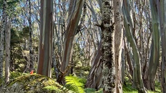 Eucalyptus pauciflora acerina