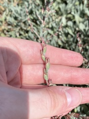 Limoniastrum monopetalum