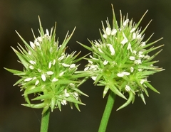 Echinaria capitata