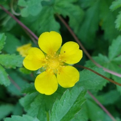 Potentilla reptans