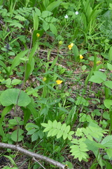 Ranunculus monophyllus