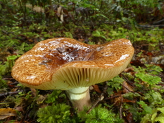 Russula pseudoareolata