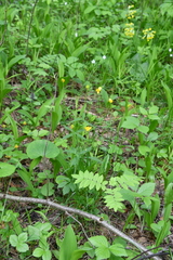 Ranunculus monophyllus