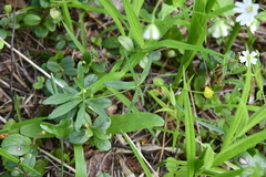 Ranunculus monophyllus