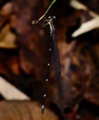 Protosticta sanguinostigma