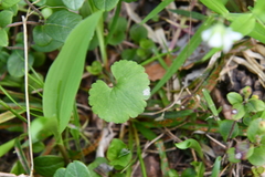 Ranunculus monophyllus