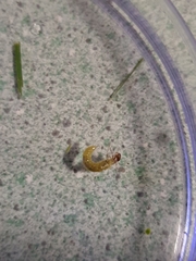 Triplectides dolichos