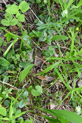 Ranunculus monophyllus