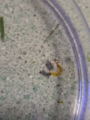 Triplectides dolichos