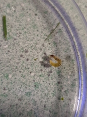 Triplectides dolichos