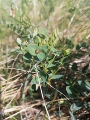 Euphorbia alpina