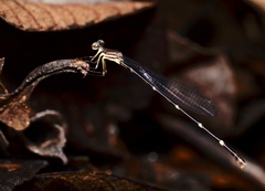 Protosticta sanguinostigma