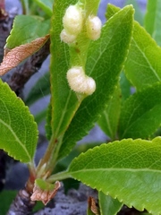 Eriophyes prunispinosae