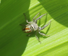 Marpissa radiata