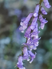 Anarrhinum bellidifolium