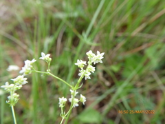 Galium pumilum