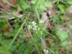 Galium pumilum