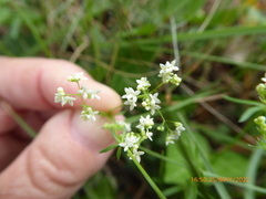 Galium pumilum