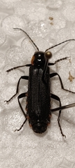 Cantharis obscura