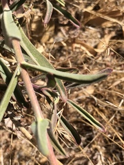 Penstemon heterophyllus