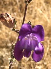 Penstemon heterophyllus