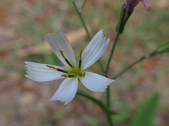 Ixeridium dentatum albiflorum