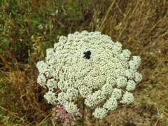 Daucus carota