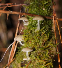Roridomyces austrororidus